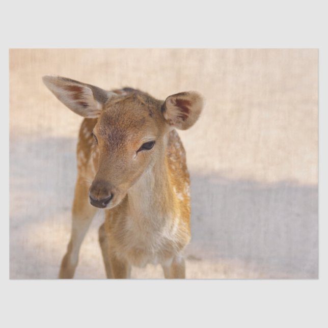 Papier Mousseline Baby Deer (Recto)