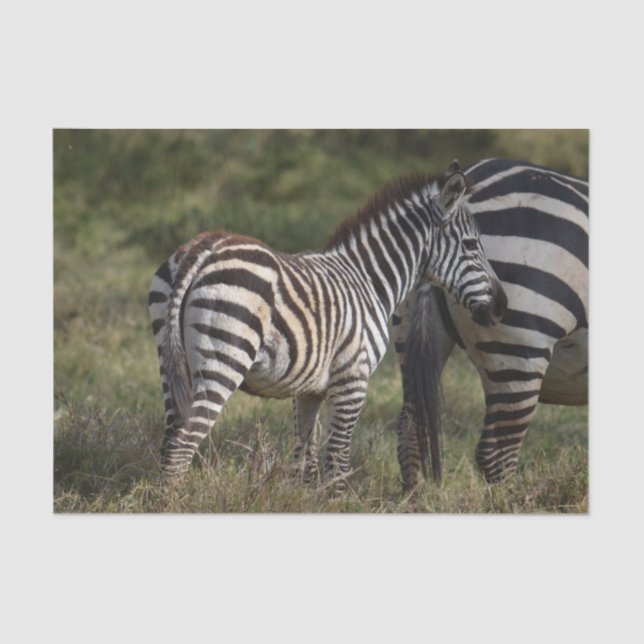 Papier Mousseline Baby Zebra en Afrique (Recto)
