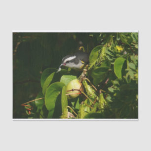 Papier Mousseline Bananaquit Bird Mange Photographie tropicale