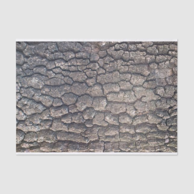 Papier Mousseline Barque d'arbre (Recto)