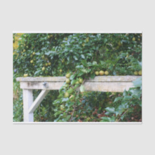 Papier Mousseline Bartlett Pears On Tree Orton Effet Decoupage
