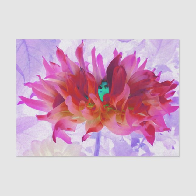 Papier Mousseline Beau cactus rouge et rose chaud Dahlia (Recto)