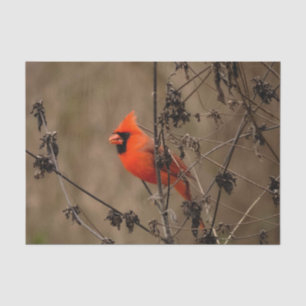 Papier Mousseline Beau Cardinal du Nord