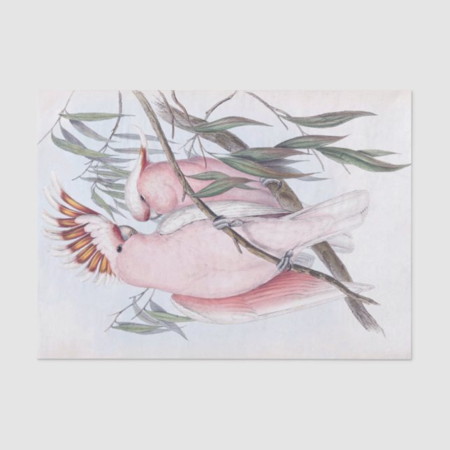 Papier Mousseline Beau cockatoo d'oiseaux cacatua rose pâle (Recto)