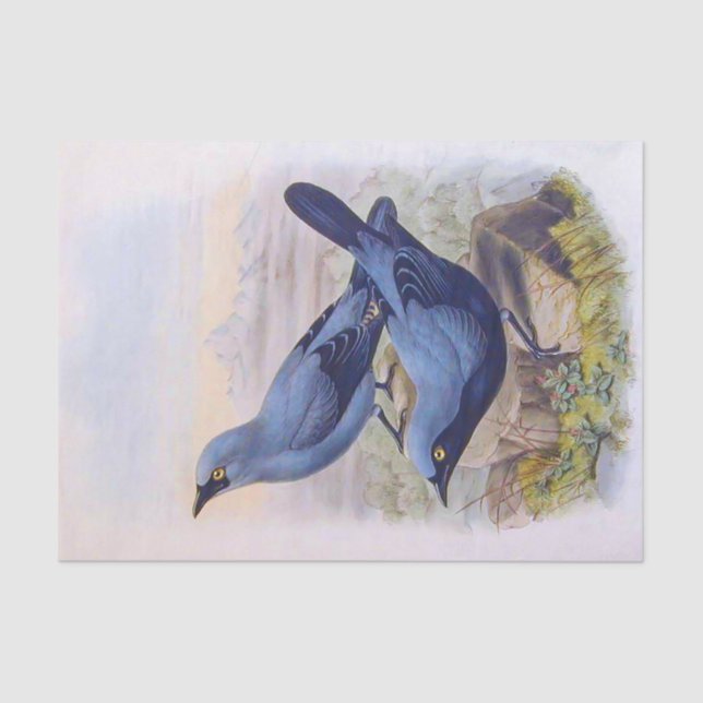 Papier Mousseline Beau Oiseaux Exotiques Bleus Illustration Vintage (Recto)