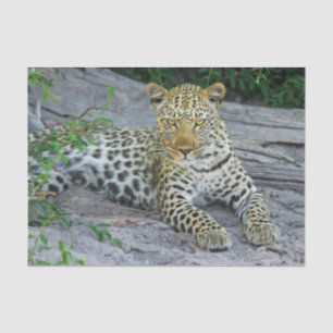 Papier Mousseline beau papier de tissu léopard