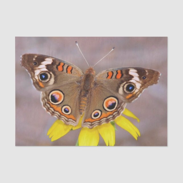 Papier Mousseline Beau papillon sur Fleur Jaune (Recto)