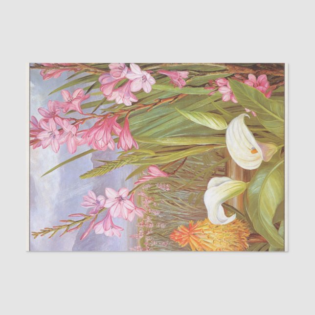 Papier Mousseline Beautés des marais, Afrique du Sud par le Nord (Recto)