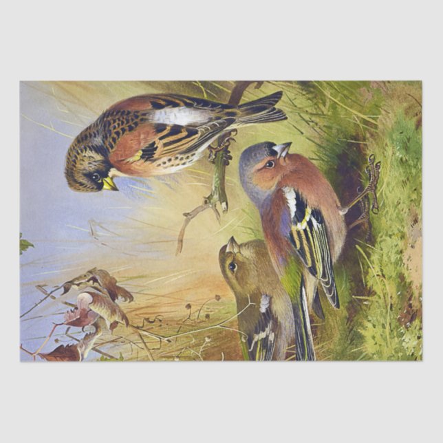Papier Mousseline Beaux Oiseaux vintages Bramblings & Chaffinch (Recto)