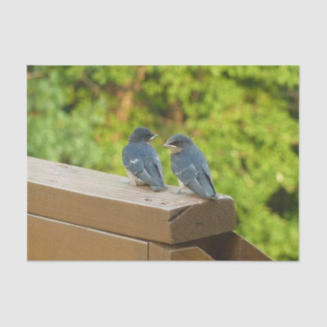 Papier Mousseline Bébé Grange hirondelle Nature Oiseau Photographie (Recto)