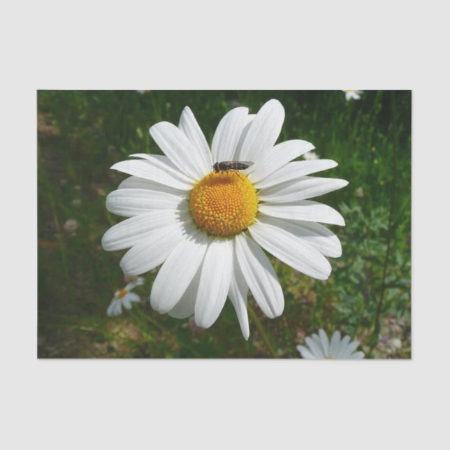 Papier Mousseline Bee on Daisy Alaskan Summer Nature (Recto)