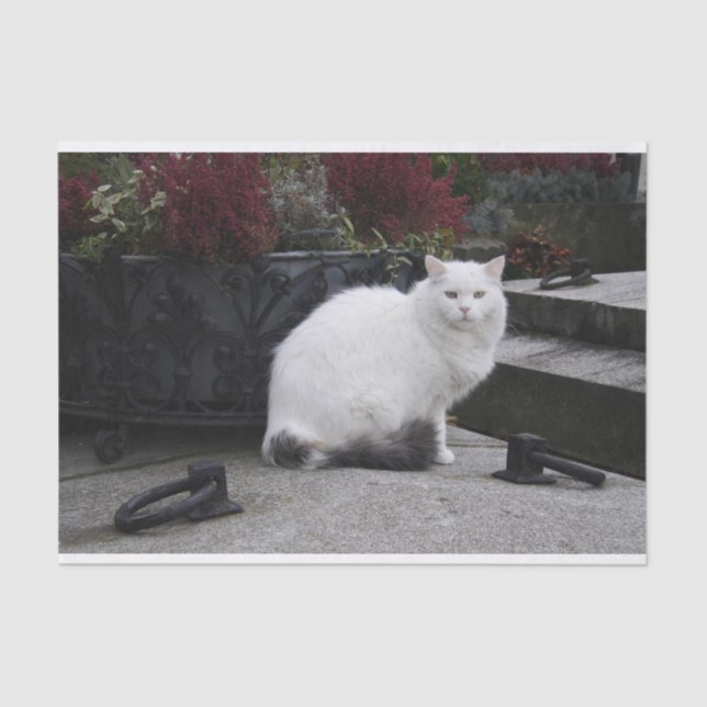 Papier Mousseline Belle Chat Blanc Sur Une Grave (Recto)