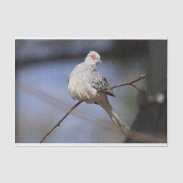 Papier Mousseline Belle douceur Diamond Dove (Recto)