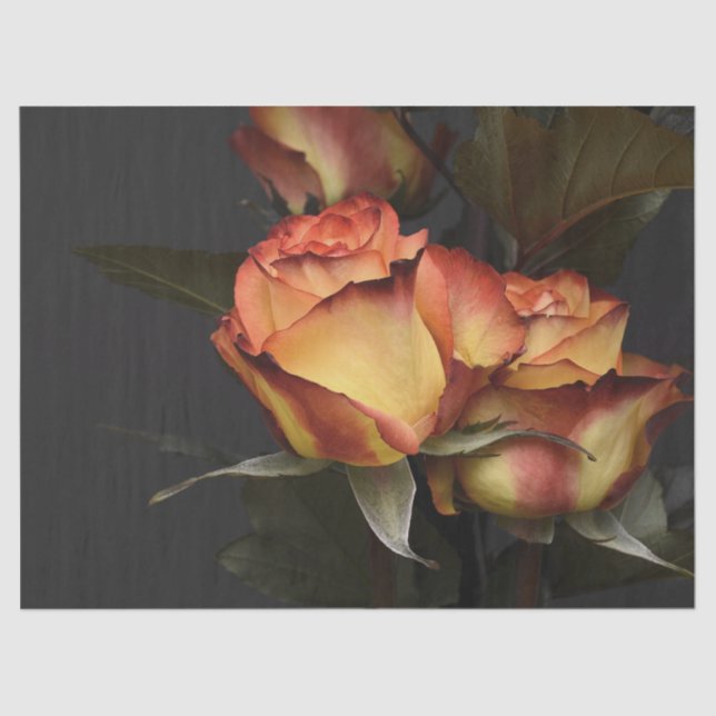 Papier Mousseline Belle Pêche & Rouille Pédales colorées sur Rose (Recto)