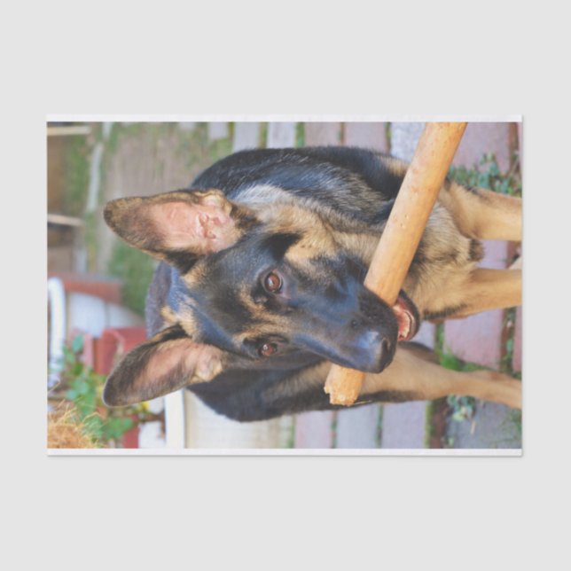 Papier Mousseline berger allemand par Shirley Taylor (Recto)