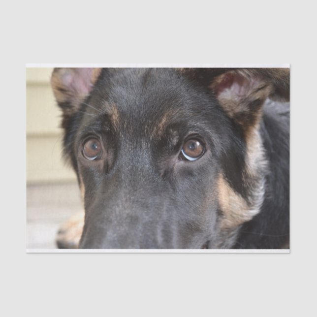 Papier Mousseline berger allemand par Shirley Taylor (Recto)