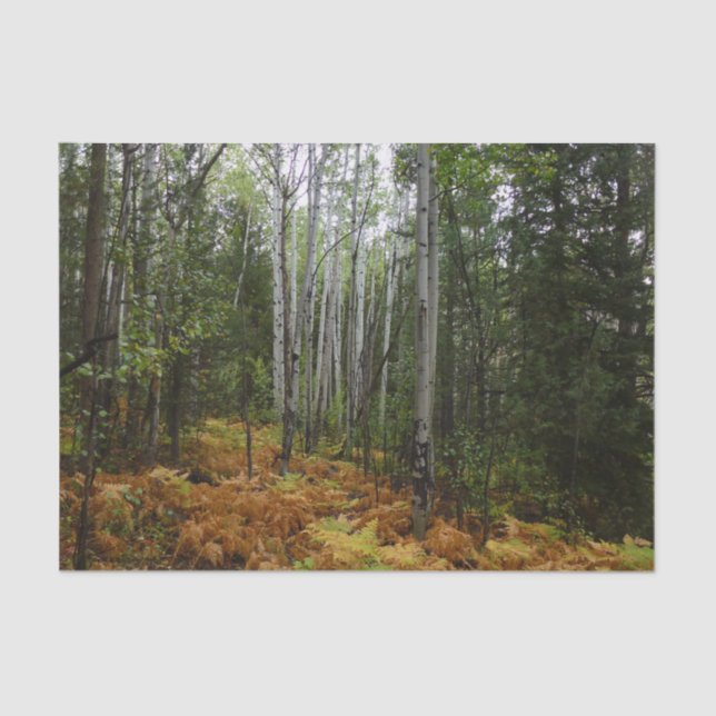 Papier Mousseline Birch Trees blancs et fougères d'automne à Rocky M (Recto)