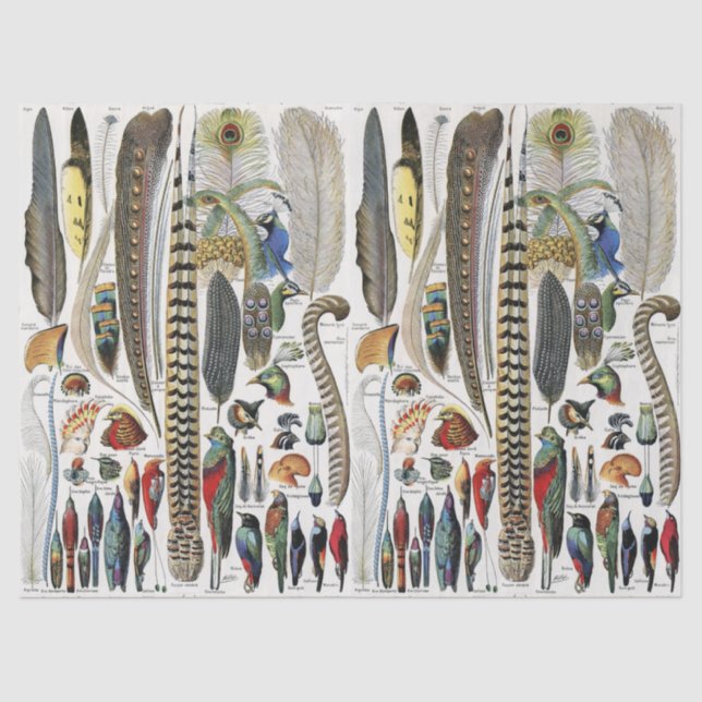 Papier Mousseline Bird Feather Wildlife Antique Feathers Art Nouveau (Recto)