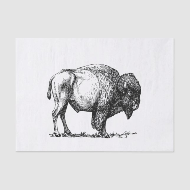 Papier Mousseline Bison américain de Buffalo (Recto)