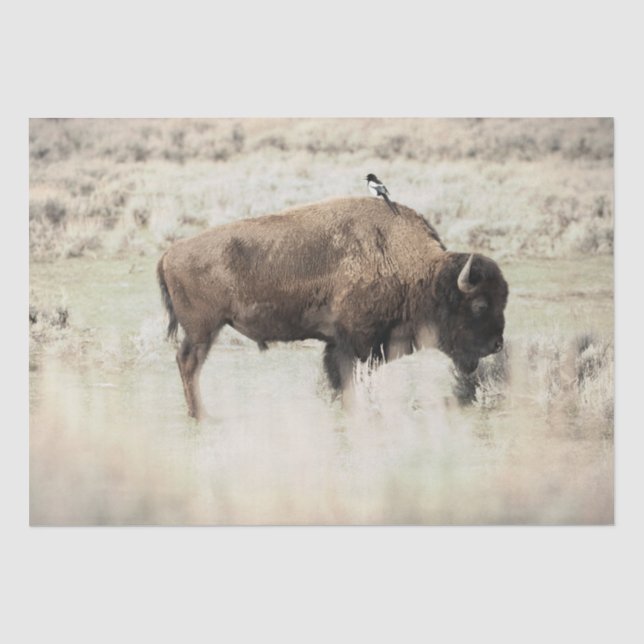 Papier Mousseline Bison de Yellowstone avec oiseau (Recto)