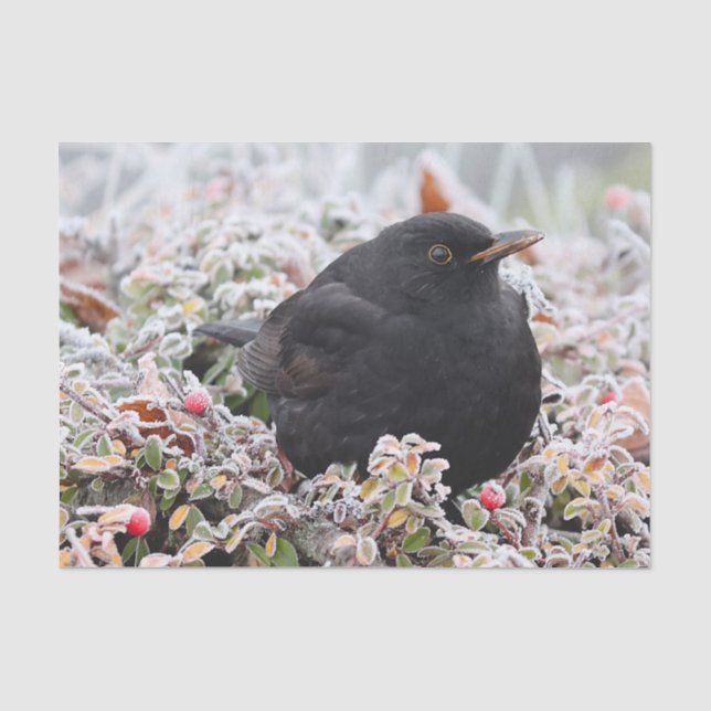 Papier Mousseline Blackbird d'hiver (Recto)