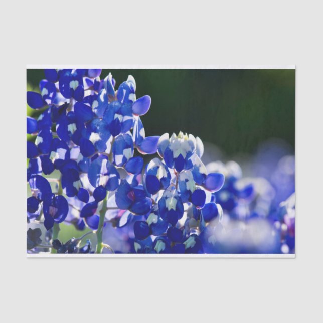 Papier Mousseline Bluebonnet (Recto)