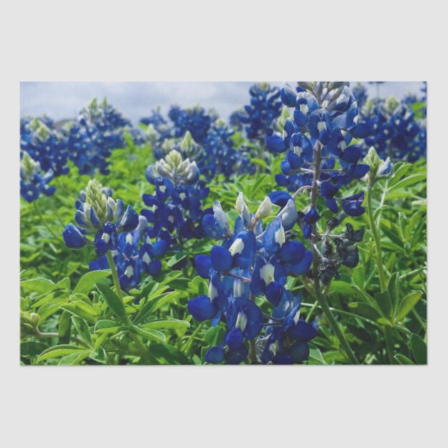 Papier Mousseline Bluebonnets Blue Floral Texas Texan Elegant (Recto)