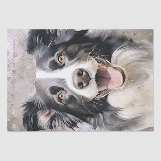Papier Mousseline Bordure Collie Chien (Recto)