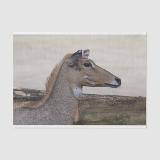Papier Mousseline Boselaphus tragocamelus (Recto)