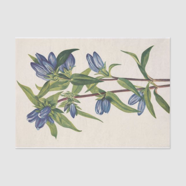 Papier Mousseline Bottle Gentian par Mary Vaux Walcott (Recto)