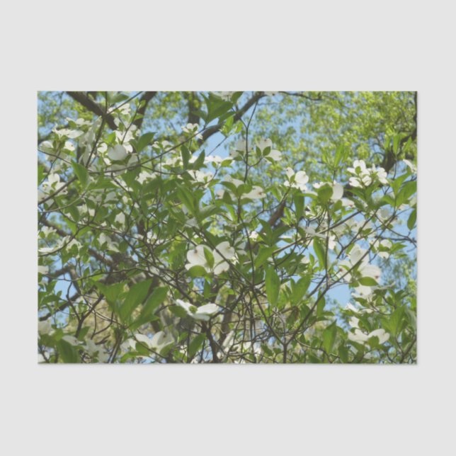Papier Mousseline Branche of Dogwood Blossoms Spring Trees (Recto)