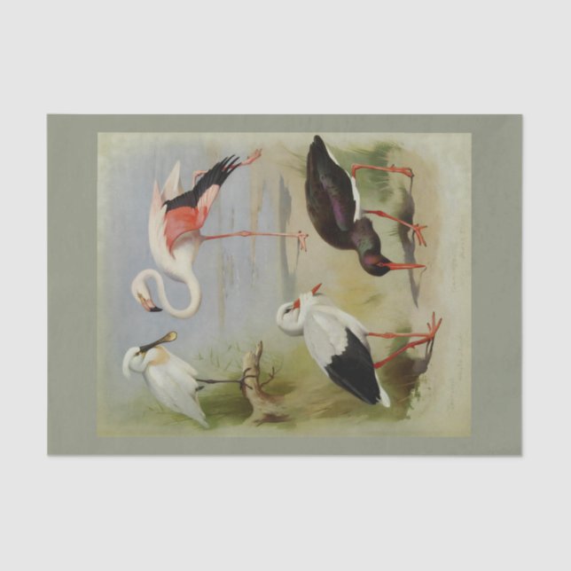 Papier Mousseline British Birds, Illustrations D'Art (Recto)