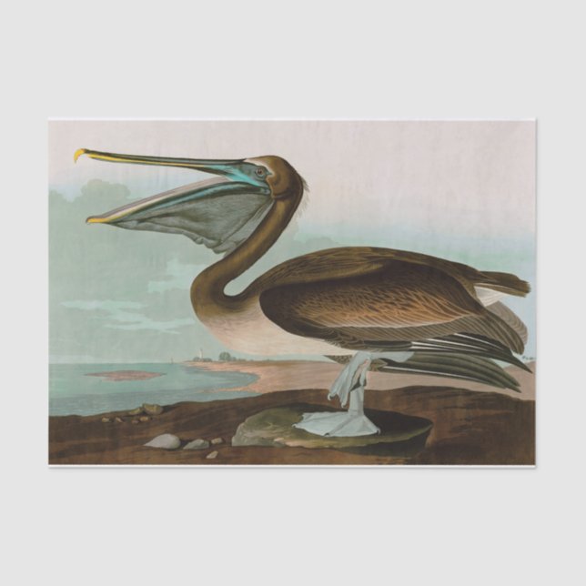 Papier Mousseline Brown Pelican Birds of America Audubon Imprimer (Recto)