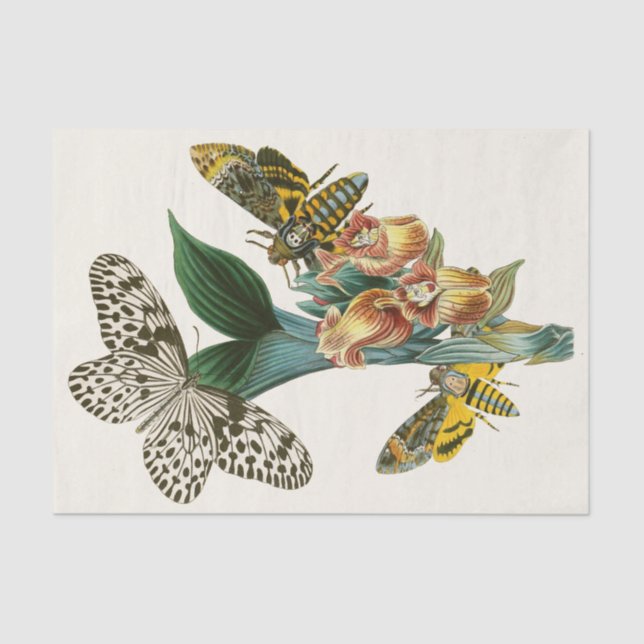 Papier Mousseline Cabinet d'Entomologie orientale Pl XLI (Recto)