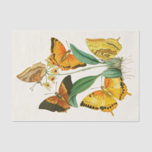 Papier Mousseline Cabinet d'Entomologie orientale Pl XXII