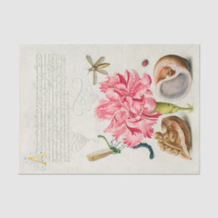 Papier Mousseline Calligraphie (oeillet, insectes et mollusque marin