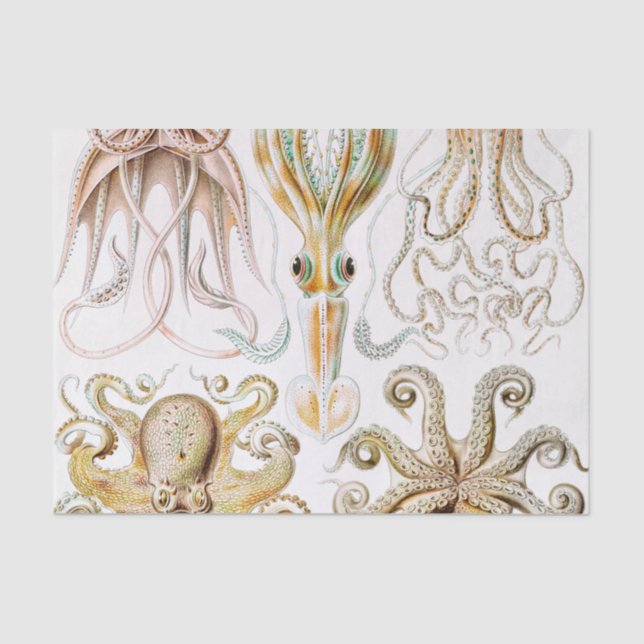 Papier Mousseline Calmar de poulpe, Gamochonia, par Ernst Haeckel (Recto)