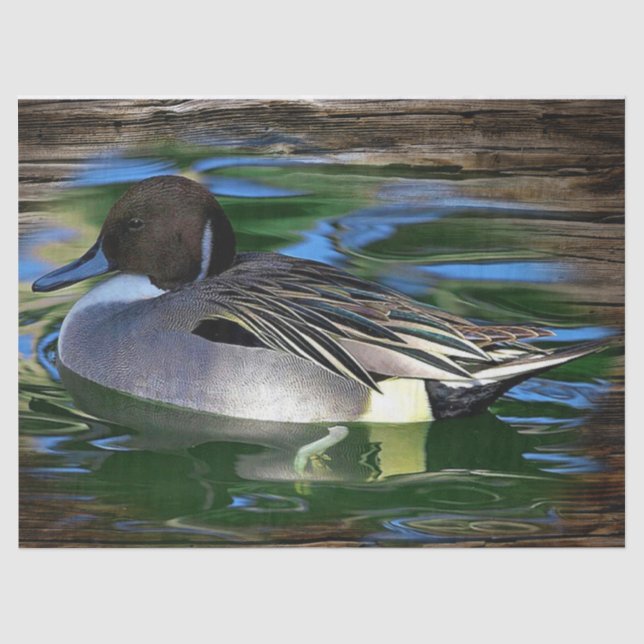Papier Mousseline Canard De Mallard Sur Le Lac (Recto)