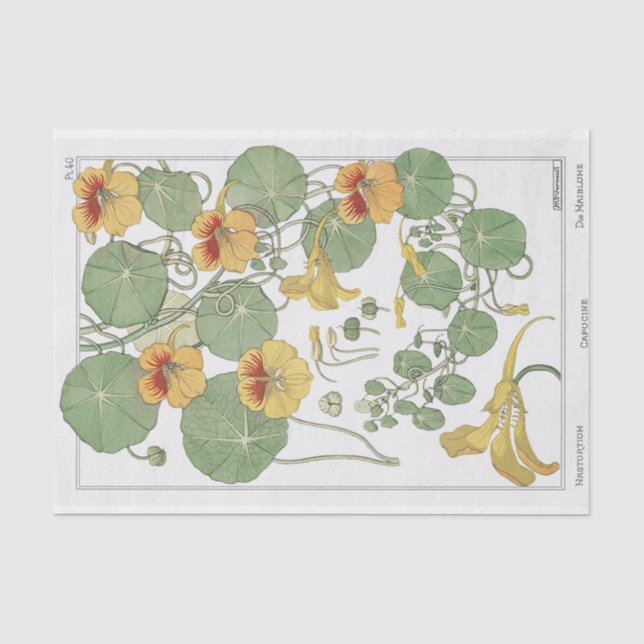 Papier Mousseline Capucine, Série de botanique d'Eugène Grasset (Recto)