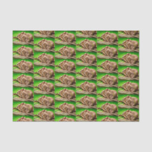 Papier Mousseline Capybara Trio