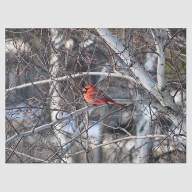 Papier Mousseline Cardinal 2926 Papier Tissu (Recto)