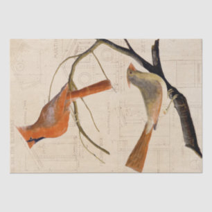 Papier Mousseline Cardinal Bird Bird Plan directeur Découpage rouge