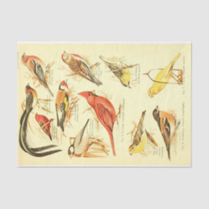 Papier Mousseline Cardinal Ephémère Découpage