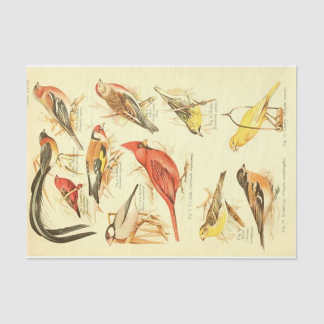 Papier Mousseline Cardinal Ephémère Découpage (Recto)