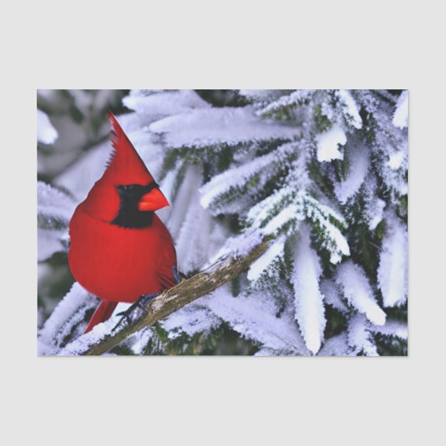 Papier Mousseline Cardinal rouge d'hiver (Recto)