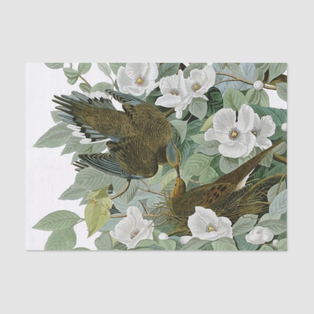 Papier Mousseline Carolina Pigeon Audubon Morning Dove (Recto)