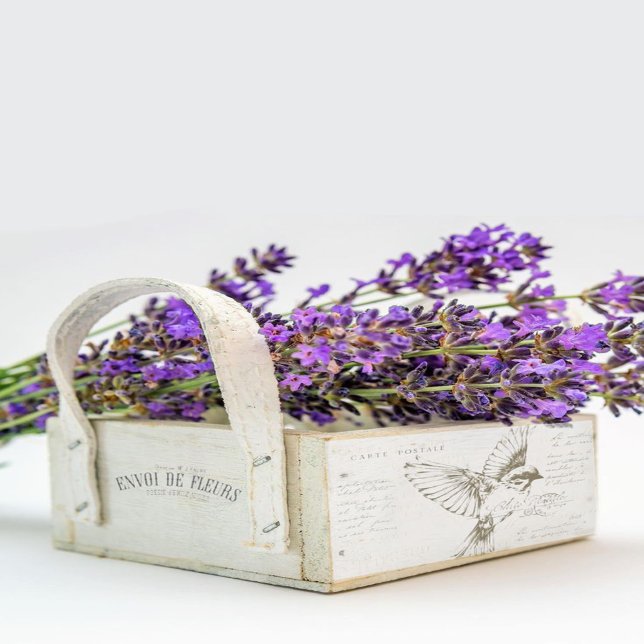 Papier Mousseline Carte Postale Bird Script Français Sepia (Créateur téléchargé)