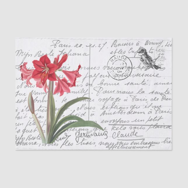 Papier Mousseline Carte postale Vintage Amaryllis Bird (Recto)