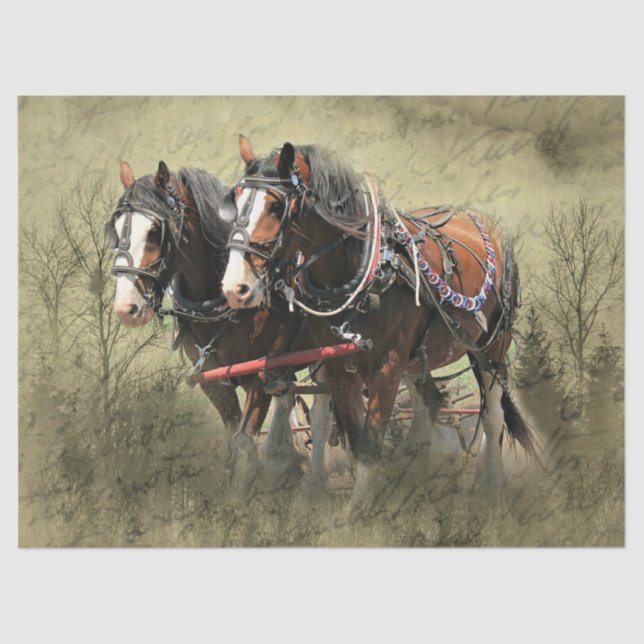 Papier Mousseline Carte postale Vintage Clydesdale (Recto)