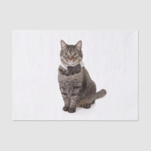 Papier Mousseline Cat à Tuxedo